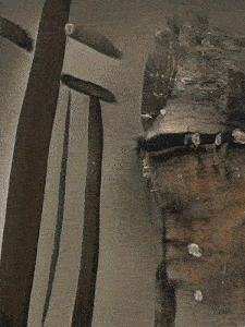 fytopaleontologia-21.gif
