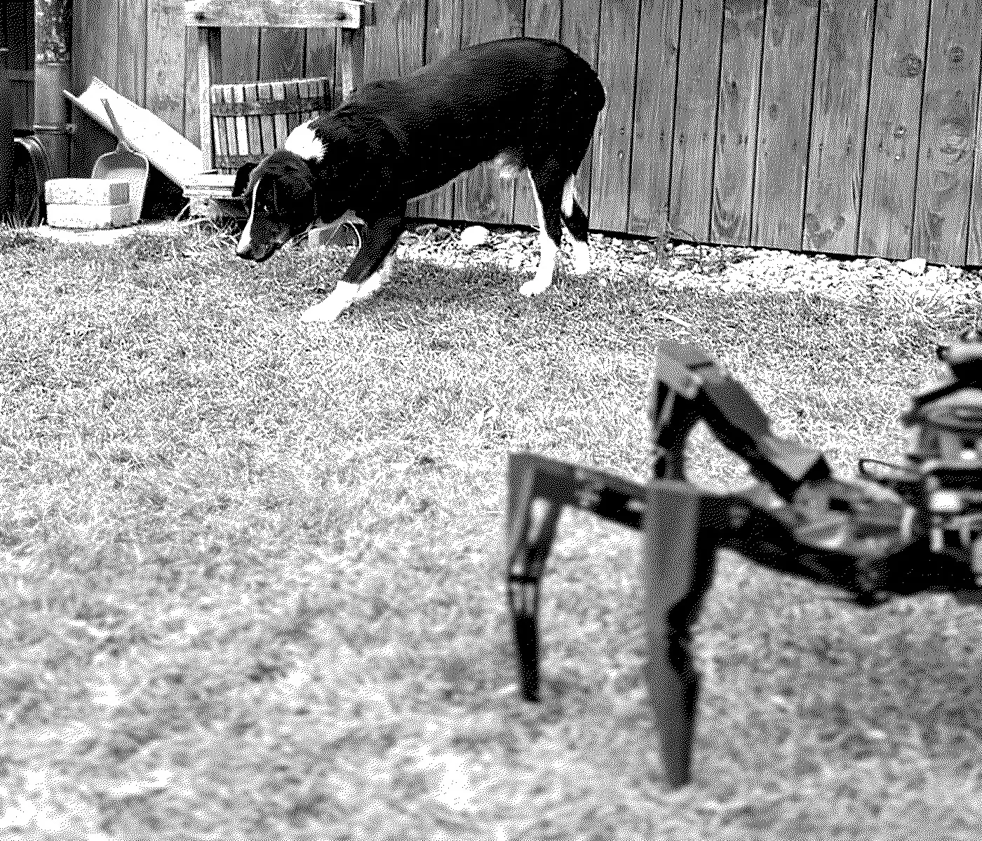 guest-and-dog.jpg