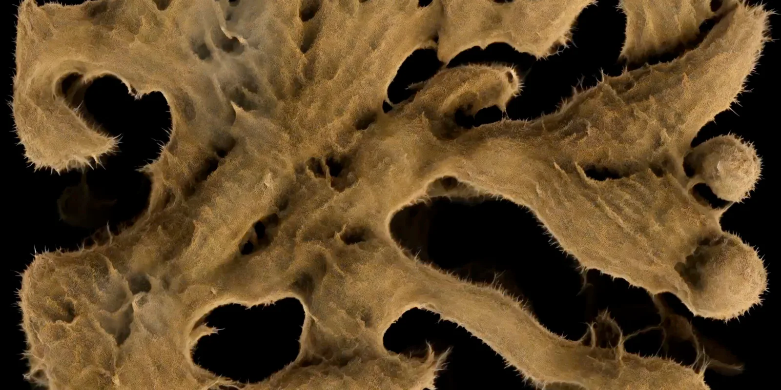 Chaos as seen by a machine, generative visual by Antonín Kindl 2025