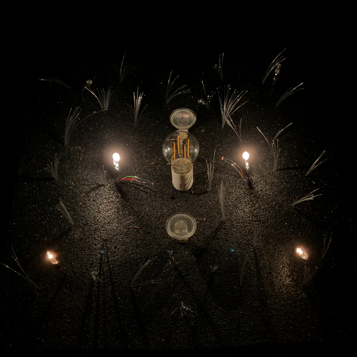 Semiophora-6.jpg