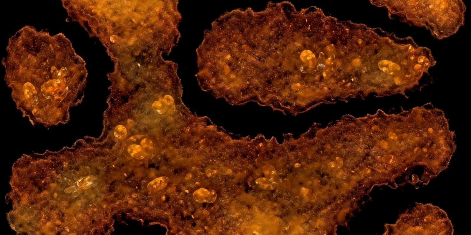 Chaos as seen by a machine, generative visual by Antonín Kindl 2025
