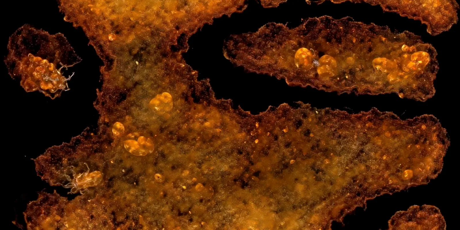 Chaos as seen by a machine, generative visual by Antonín Kindl 2025