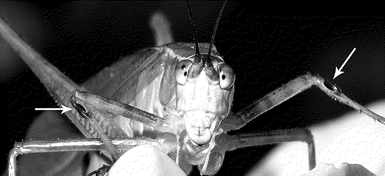 insect-ears.jpg