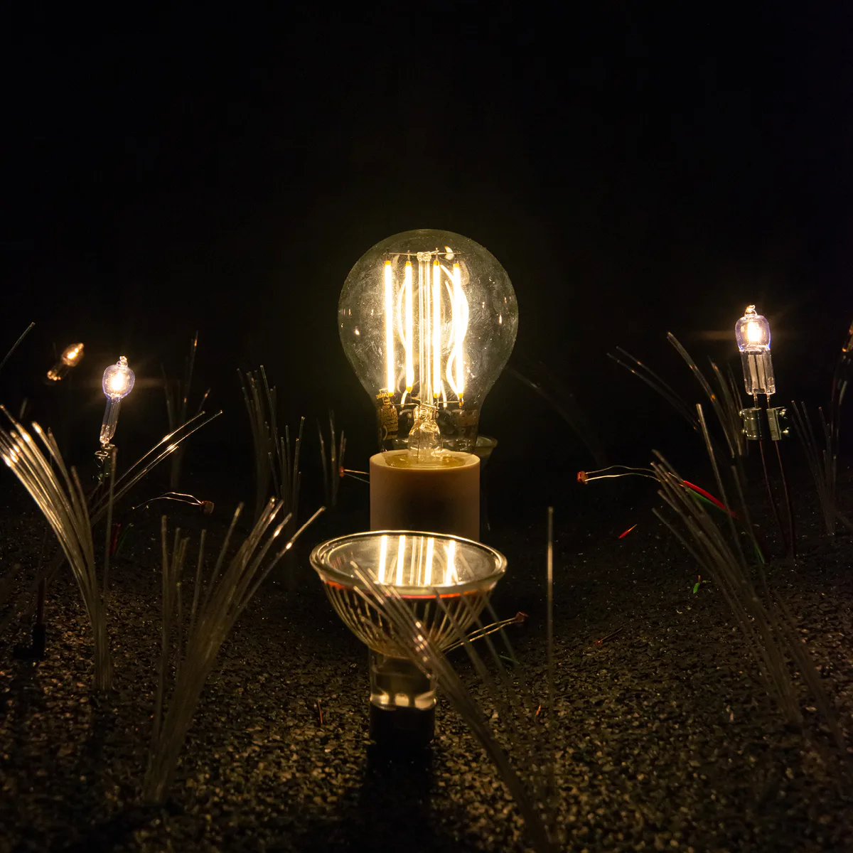 Semiophora-4.jpg