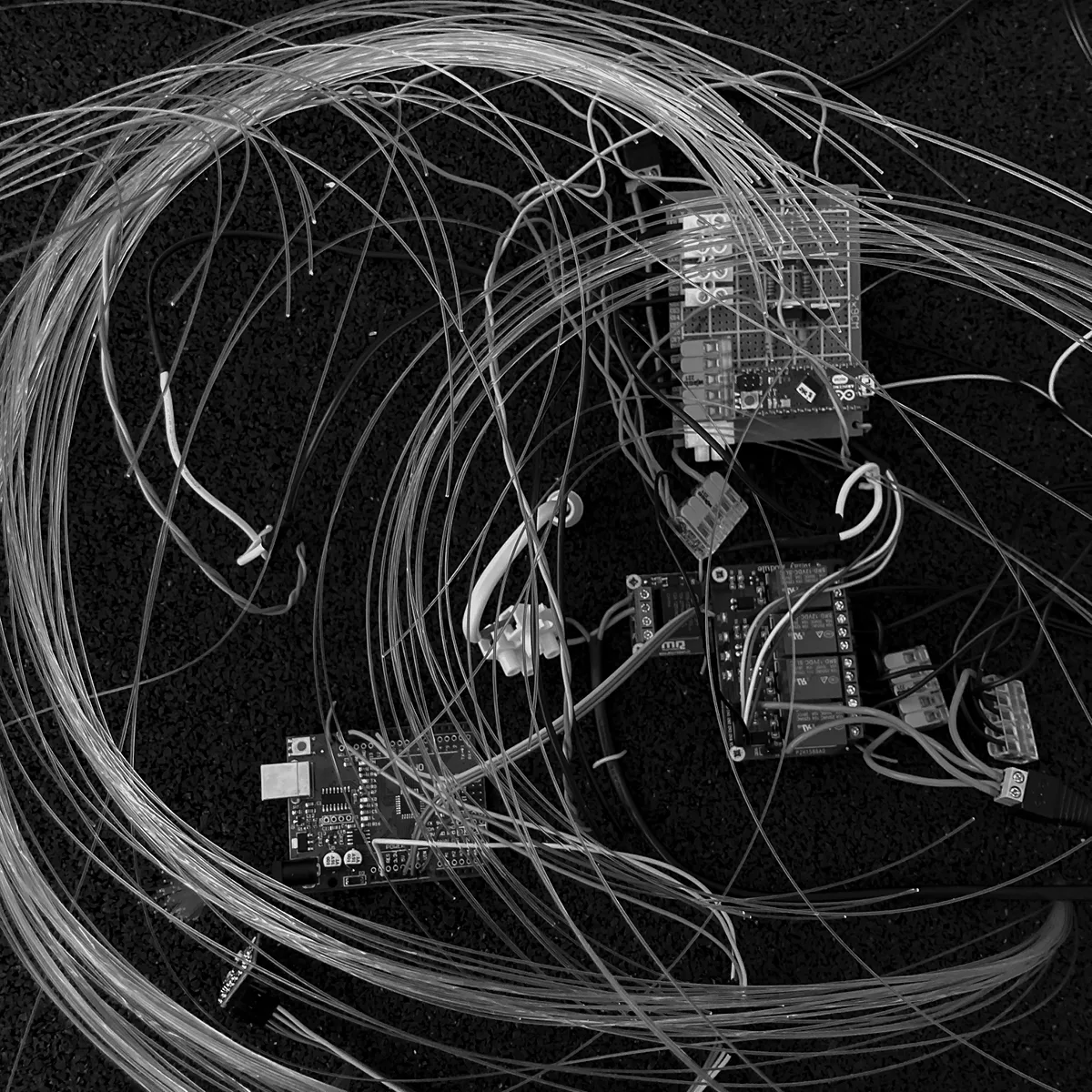 Semiophora-7.jpg